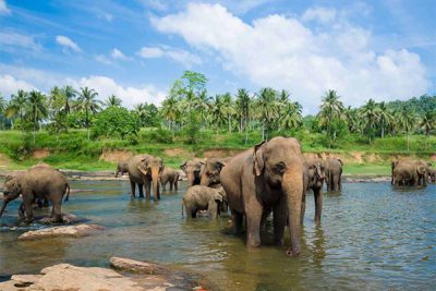 سریلانکا کجاست؟ همه چیز درباره سفر به سریلانکا  