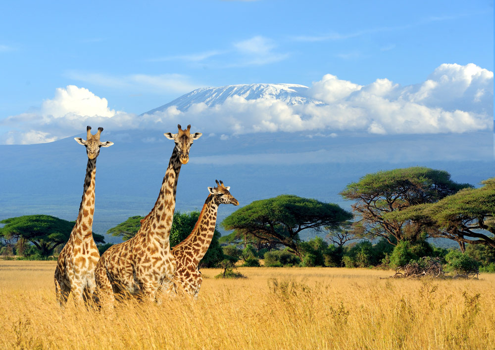 بهترین زمان سفر به کنیا+ بهترین مکان های دیدنی کنیا