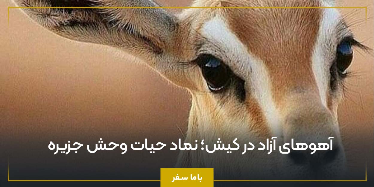 آهوهای آزاد در کیش؛ نماد حیات ‌وحش جزیره