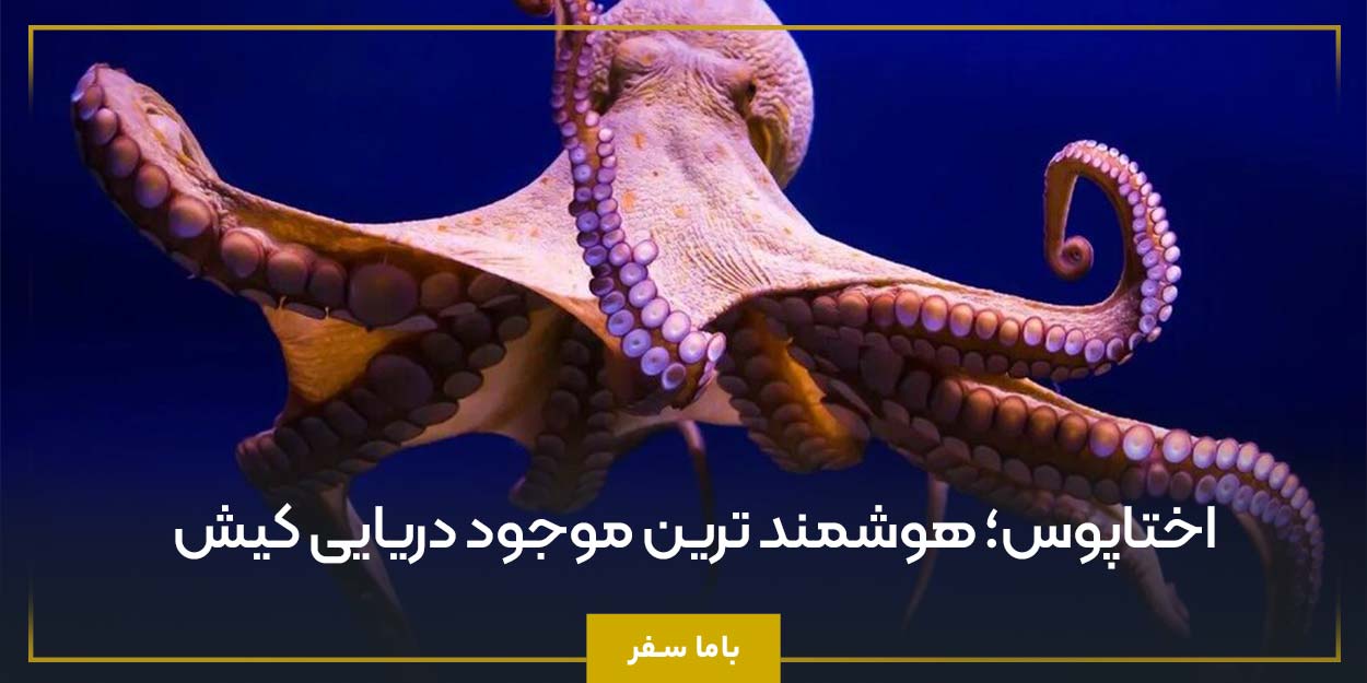اختاپوس؛ هوشمند ترین موجود دریایی کیش