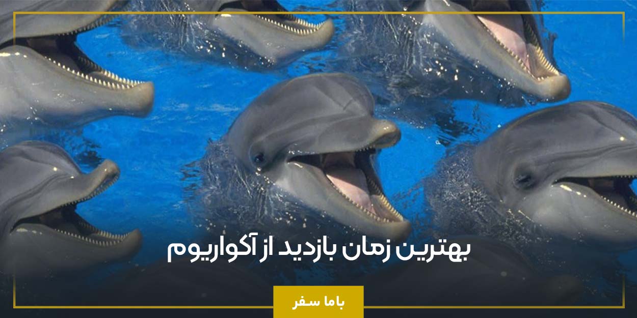 بهترین زمان بازدید از آکواریوم
