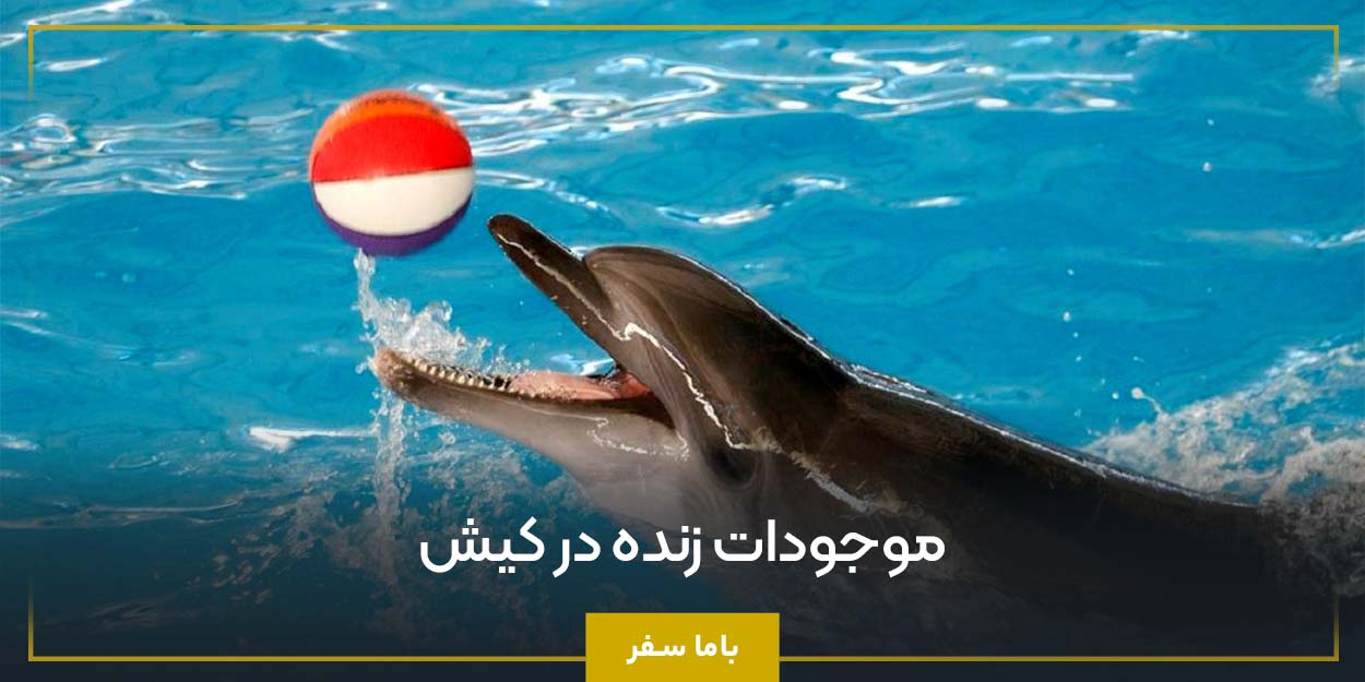 موجودات زنده در کیش 