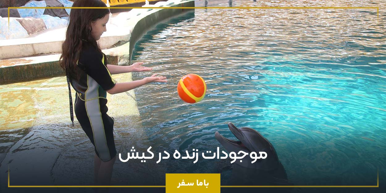 موجودات زنده در کیش